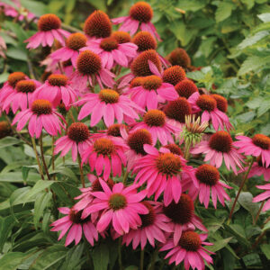 Save
PowWow® Wild Berry Echinacea