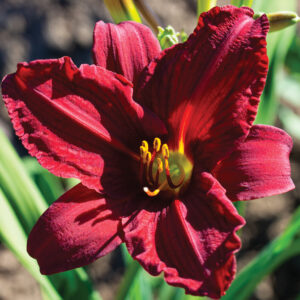 Regal Air Daylily