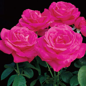 Miss All-American Beauty Hybrid Tea Rose