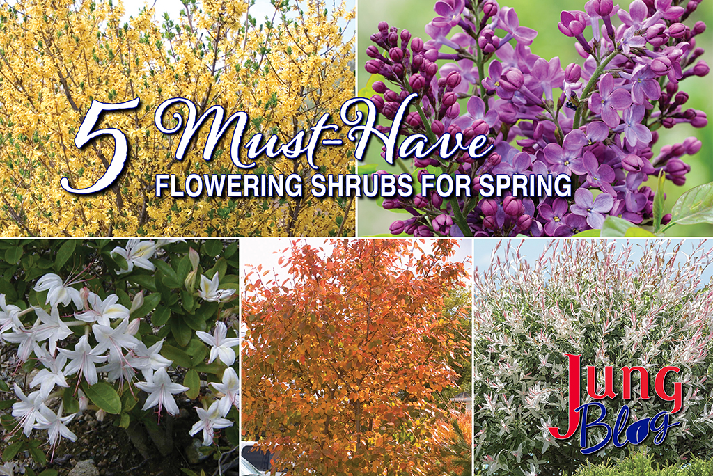 5 Must Have Flowering Shrubs For Spring