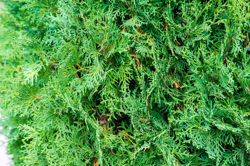 huja occidentalis, also known as northern white-cedar or eastern arborvitae, is an evergreen coniferous tree, in the cypress family Cupressaceae