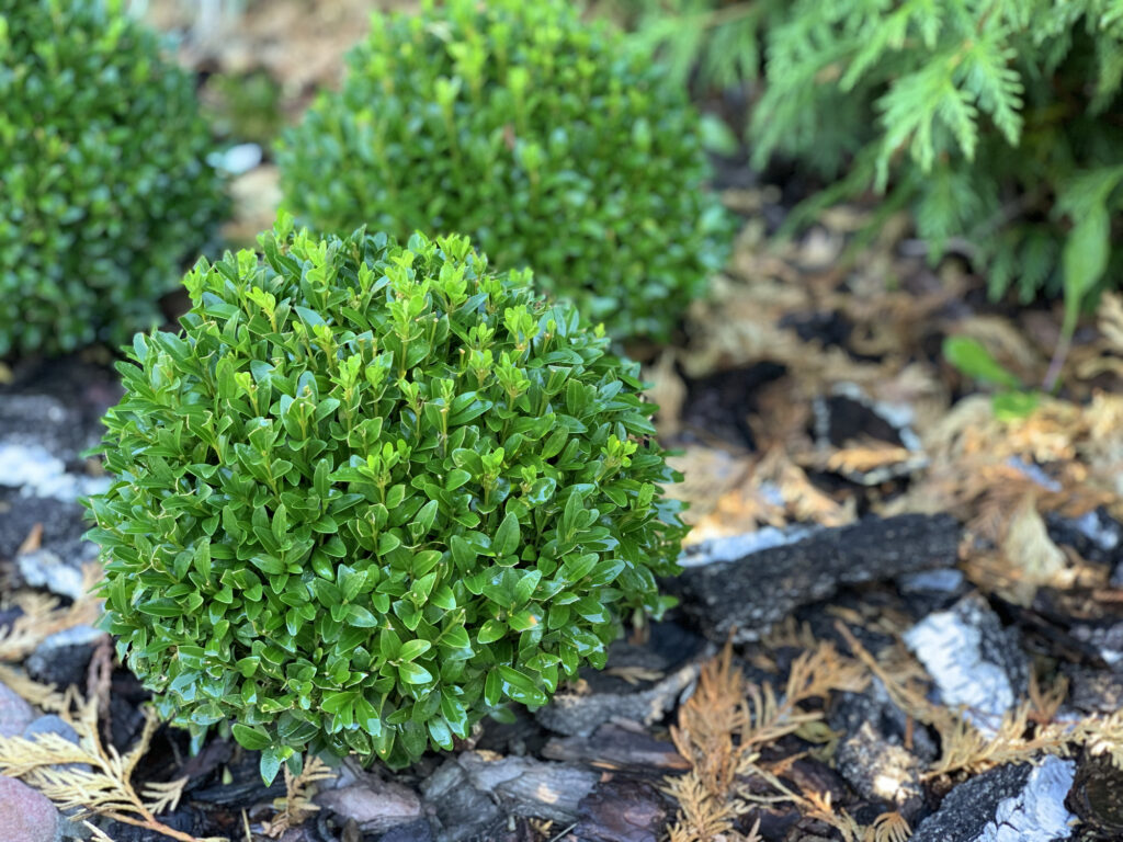 Spherical decorative bushes of an evergreen boxwood (Búxus). Landscaping, gardening.