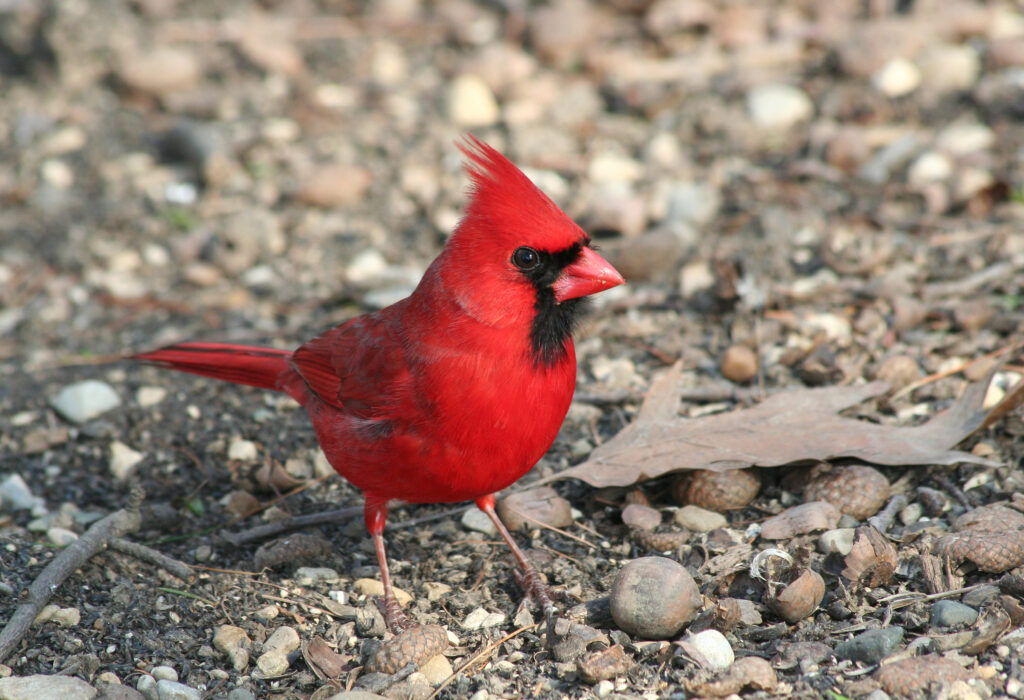 Male Red American Cardinal posing between acorn shells in Indianapolis, Indiana