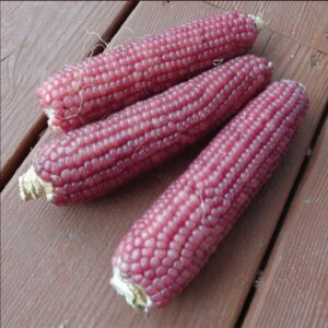 Early Pink Ornamental Popcorn