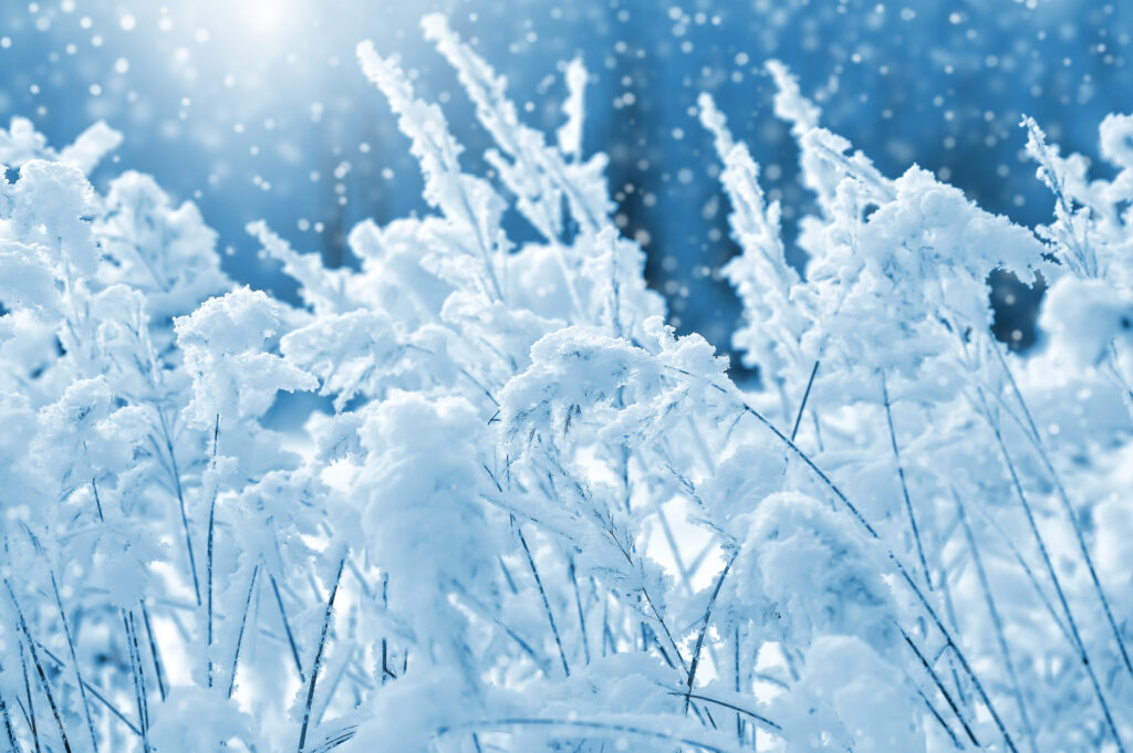 Winter landscape with reed plant covered in snow