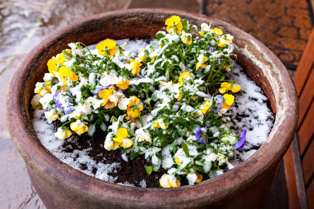 Pansy flowers in a ceramic pot covered with snow outdoors