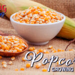 Popcorn Blog Image