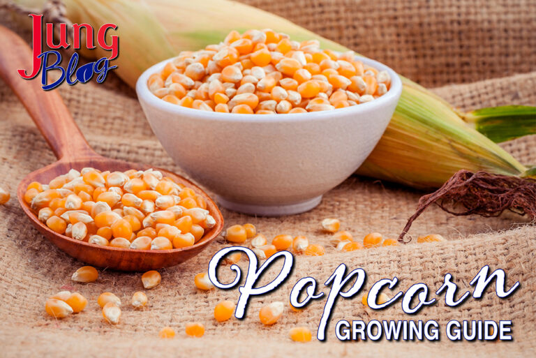 Popcorn Growing Guide | Jung Seed Gardening Blog