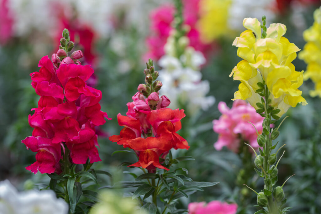 Beautiful snapdragon flowers blooming