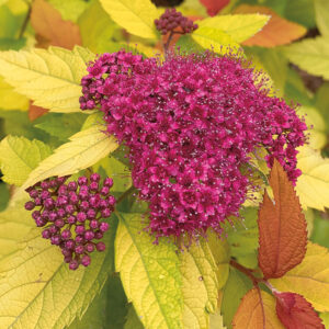 Double Play® Candy Corn® Spirea