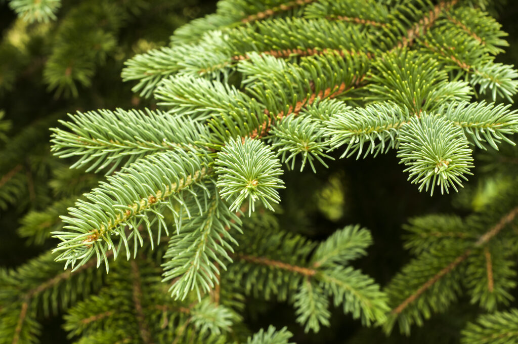 Black hills spruce branch with fresh leaves closeup as natural background