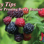 Easy Tips For Pruning Berry Bushes