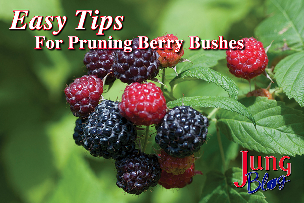 Easy Tips For Pruning Berry Bushes