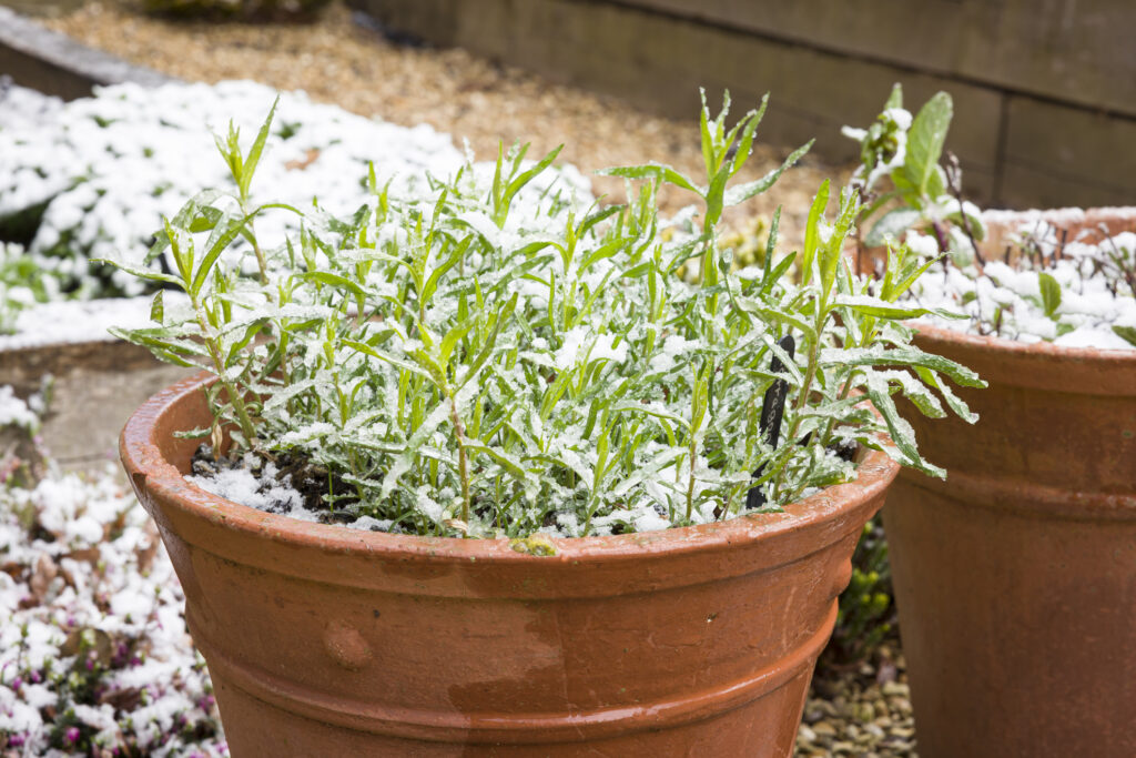 French tarragon herb plant covered in snow, UK garden