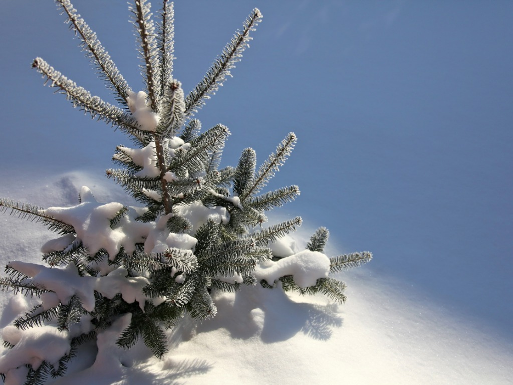 balsam fir tree in winter sunny day