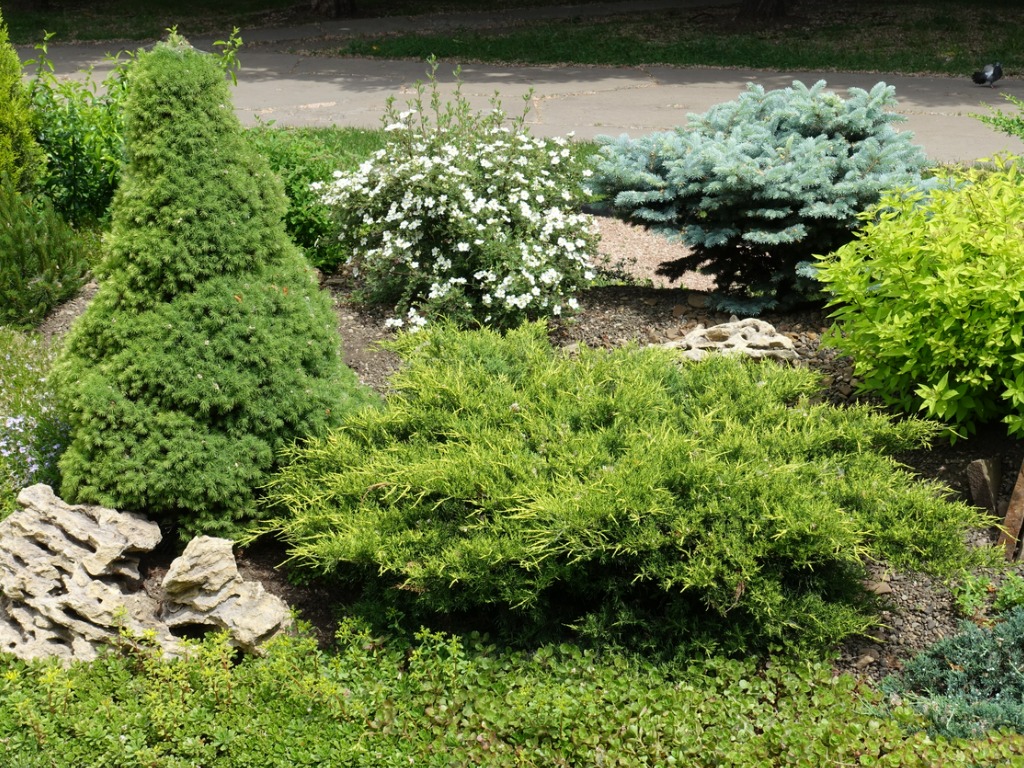 blossoming white shrubby cinquefoil juniper stonecrop blue and white spruces in the rock