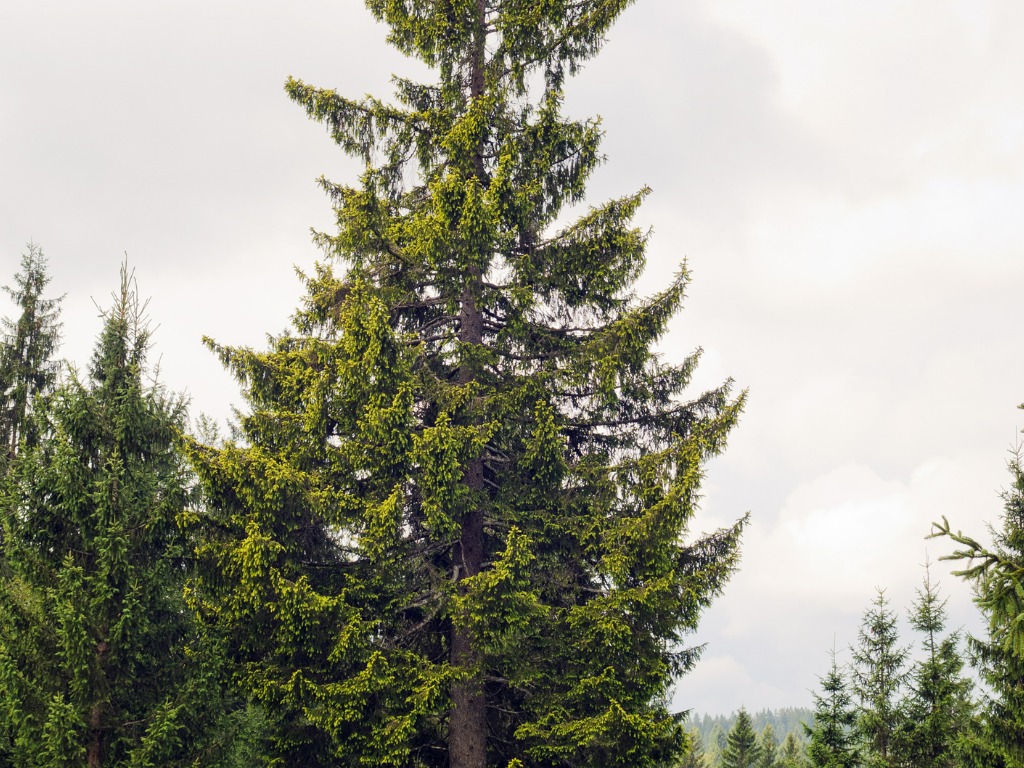 Golden Norway Spruce