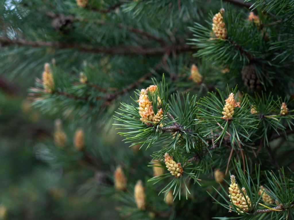 pine buds a new sprout on a pine branch