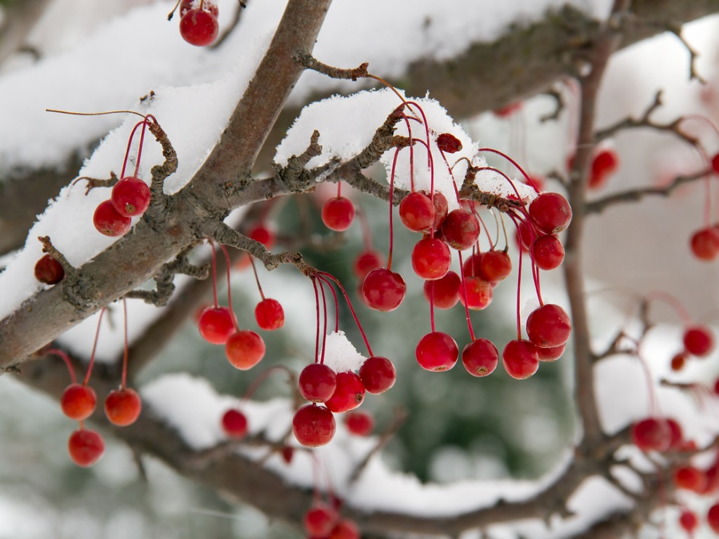 Red Crab Apple and Snow