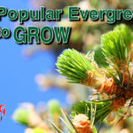 Popular Evergreens To Grow