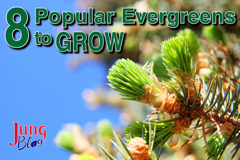 8 Popular Evergreens To Grow Jung Seed Gardening Blog