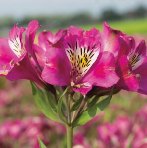 Alstroemeria Majestic Montsoreau