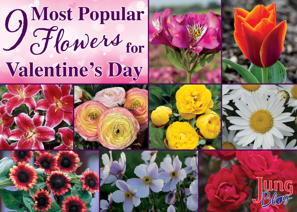 9 Most Popular Florwers for Valentine's Day