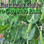 An Easy Peasy Guide To Growing Peas