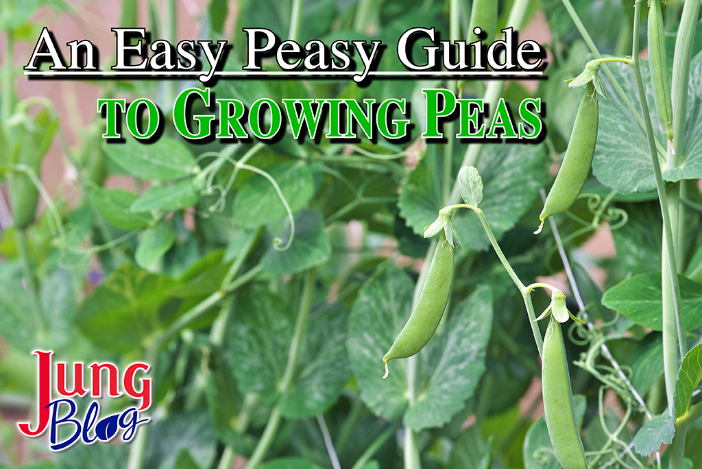 growing peas from seeds