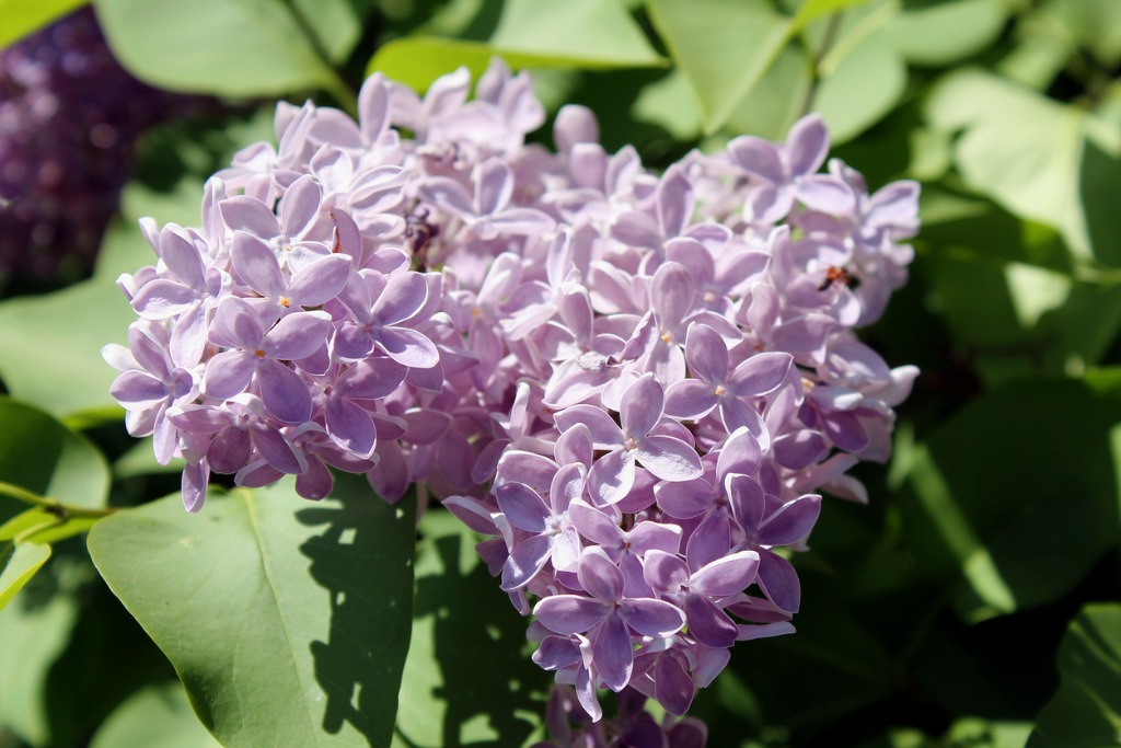 Branch of Purple Lilac