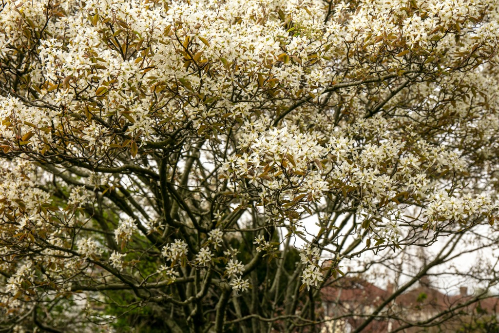 Closeup Shot of White Juneberry Serviceberry Flowers