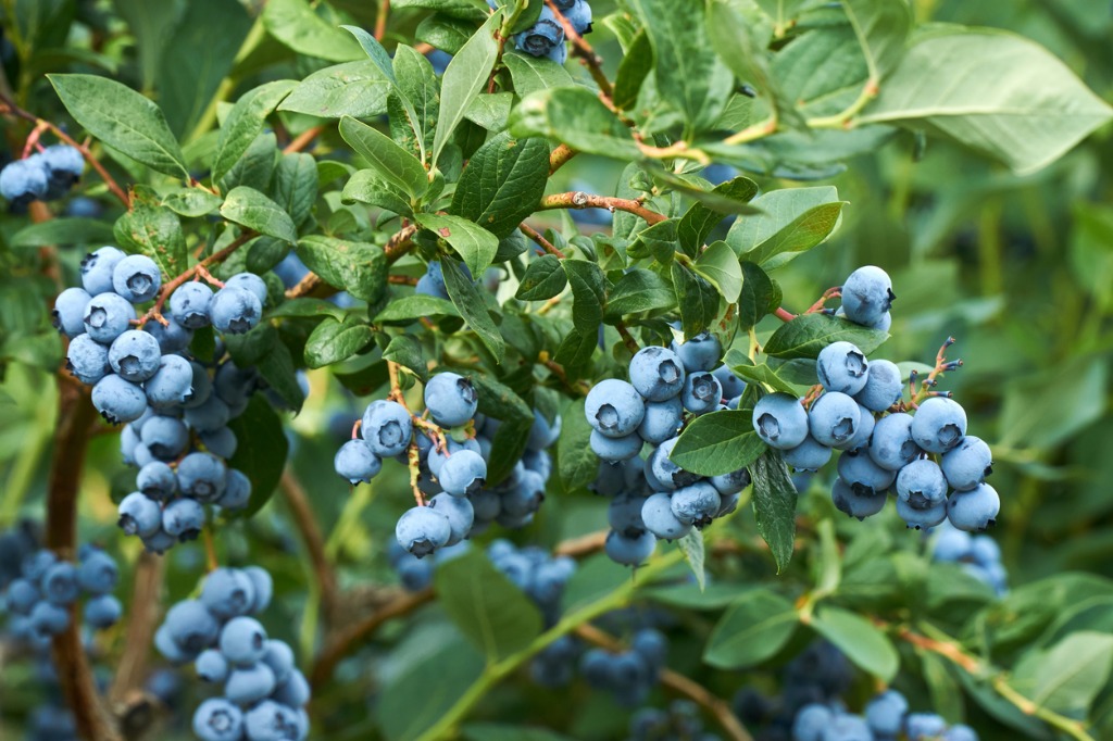 Fresh Organic Blueberrys on the Bush Vivid Colors