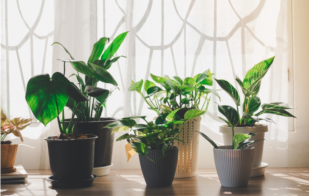 Green Tree in White Ceramic Pots on the Wooden Table Concept at Home Interior Garden