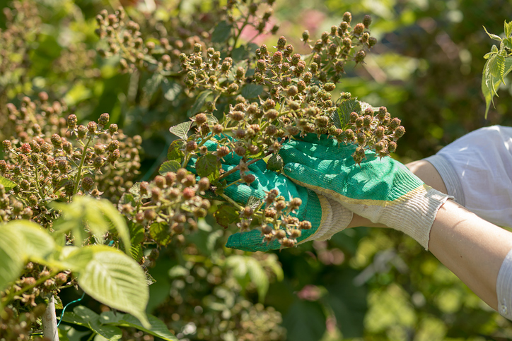 Gardener woman, hands in gloves caring for BlackBerry bushes