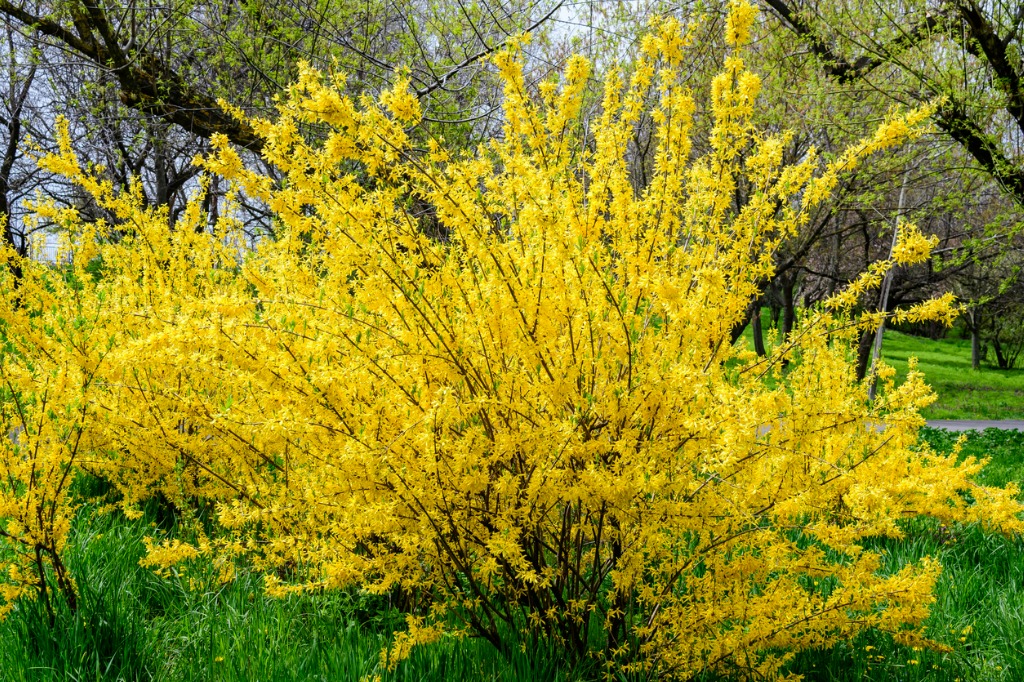 Large Branches of a Large Bush of Yellow Flowers of Forsythia Plant Known as Easter Tree