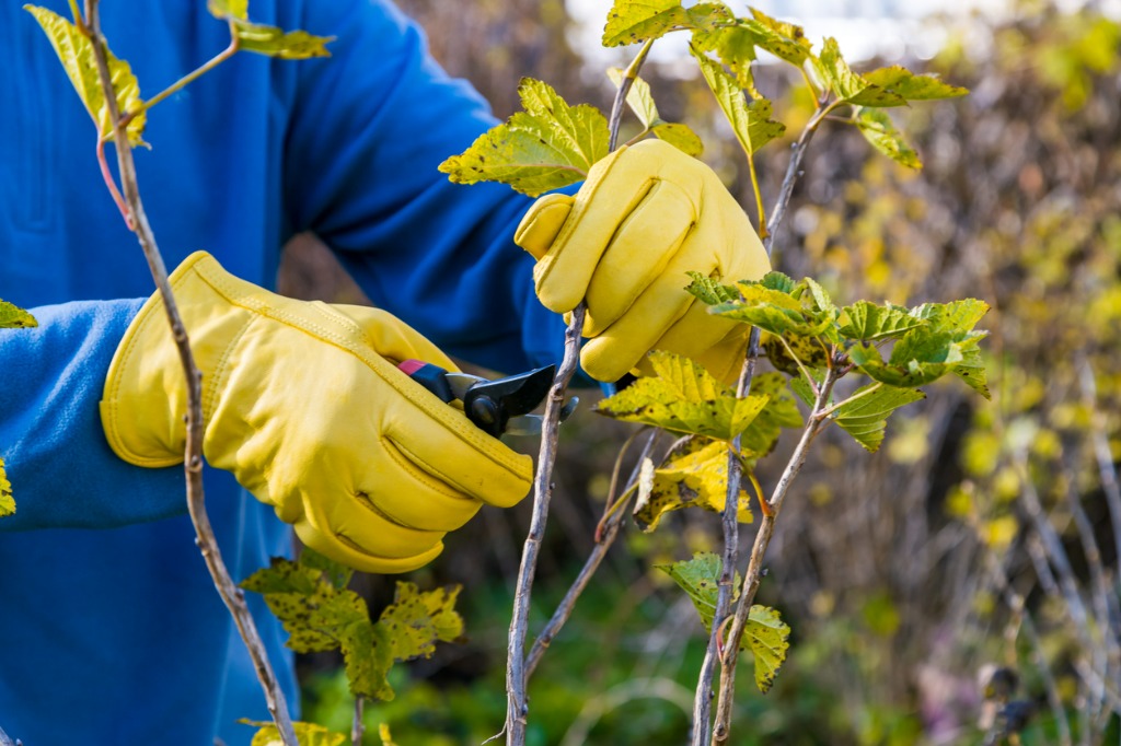 Pruning Currant Bushes In Autumn The Pruner In The Hands Of The Gardener