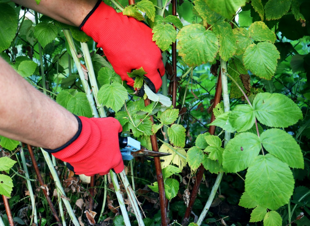 Pruning Raspberry Bushes Autumn Garden Work Gloved Hands