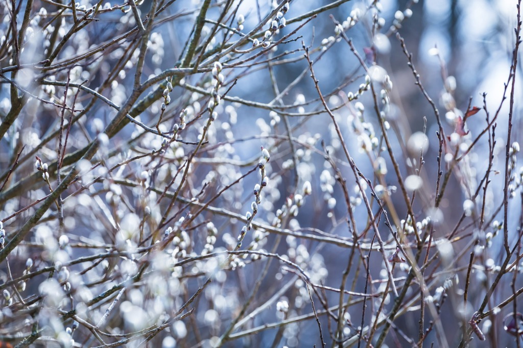 Pussy Willow Brances With Catkins Soft Fluffy Spring Buds in Sunlight