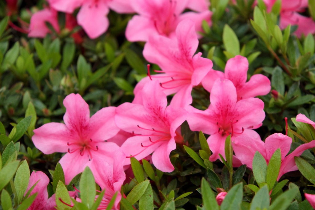 The Deep Pink Flowers of the Azalea
