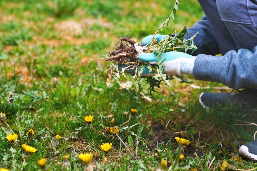 Young Man Hands Wearing Garden Gloves Removing and Hand Pulling Dandelions Weeds Plant