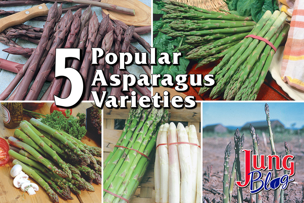 5 Popular Asparagus Varieties