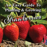 An easy guide to planting and growing strawberries