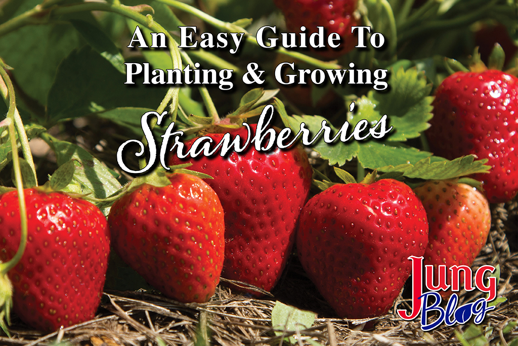 An easy guide to planting and growing strawberries