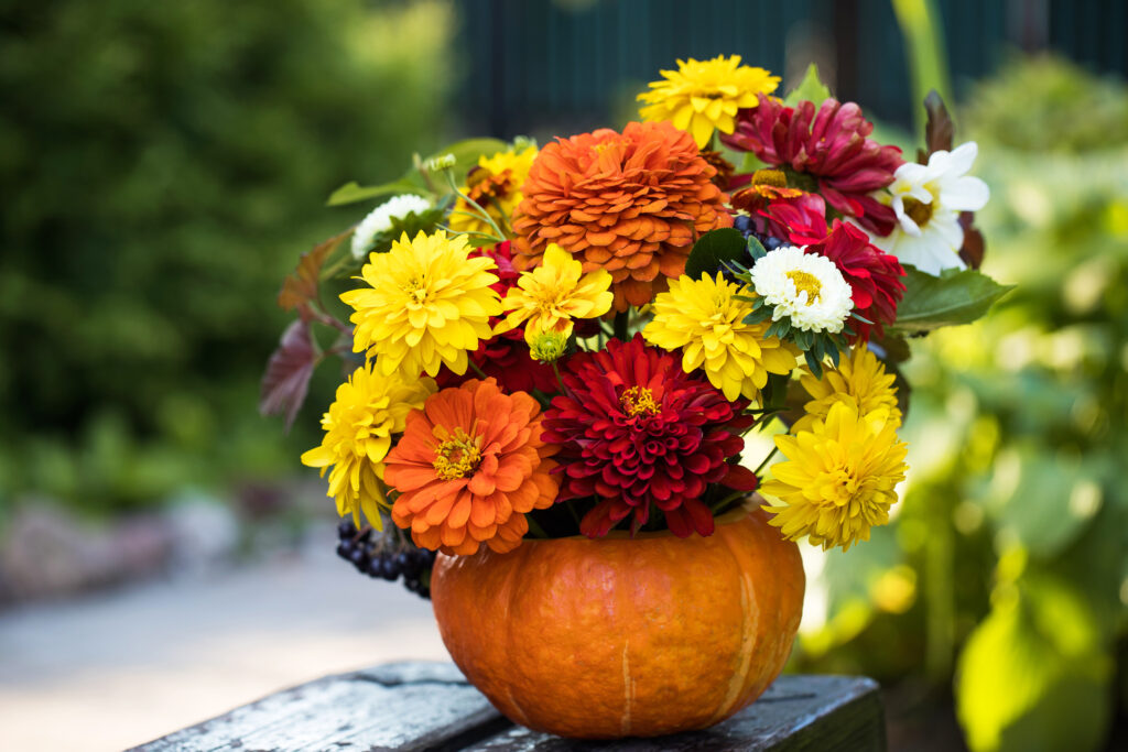 A beautiful autumn bouquet in a pumpkin on a wooden bench in the garden.