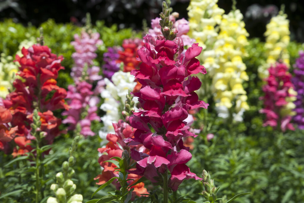 Garden filled with snap dragon flowers