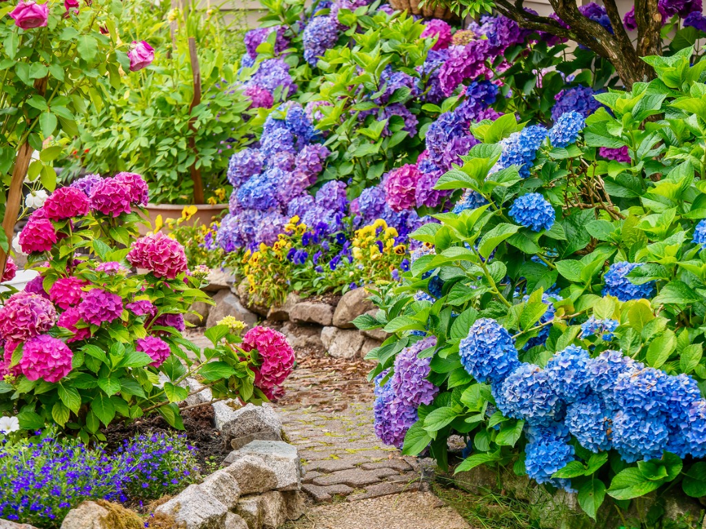 A Beautiful Summer Garden Featuring a Spectacular Display of Vibrant Blue Pink And Purple Flowers