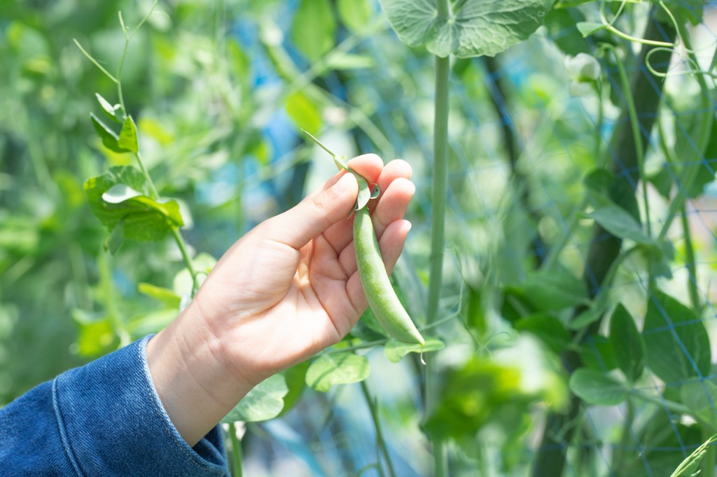 Hand Harvesting Sugar Snap Peas