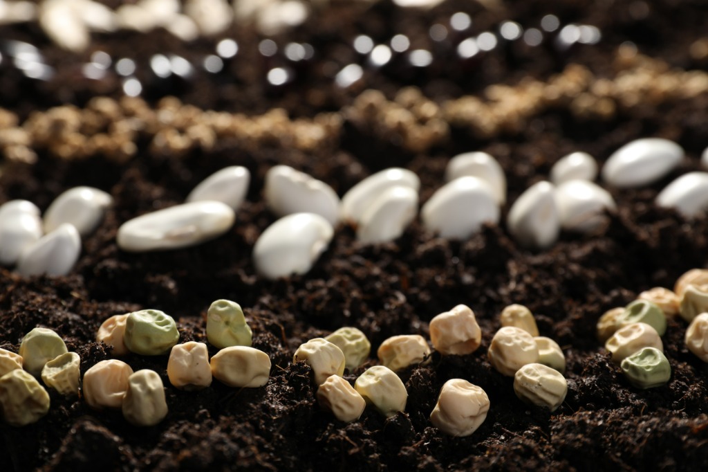Peas And Different Vegetable Seeds On Fertile Soil Closeup