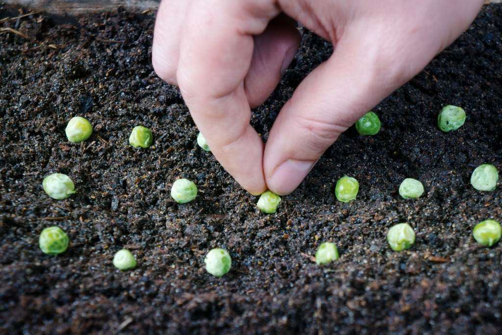 Planting Pea Seeds