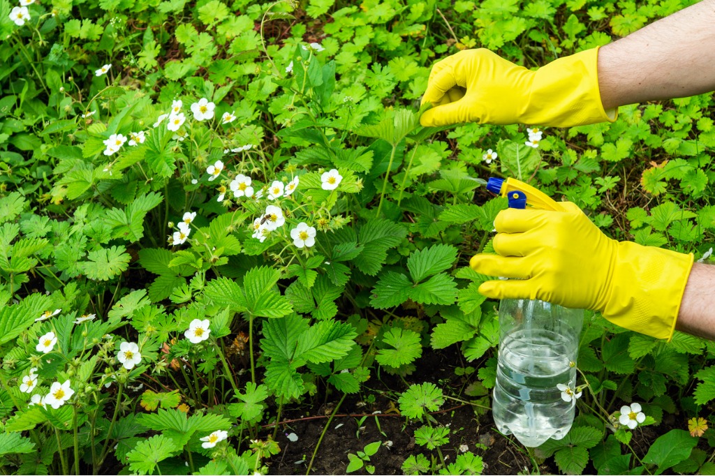 Treatment of Strawberries During Flowering With A Fungicide Against Pests Spraying Plants